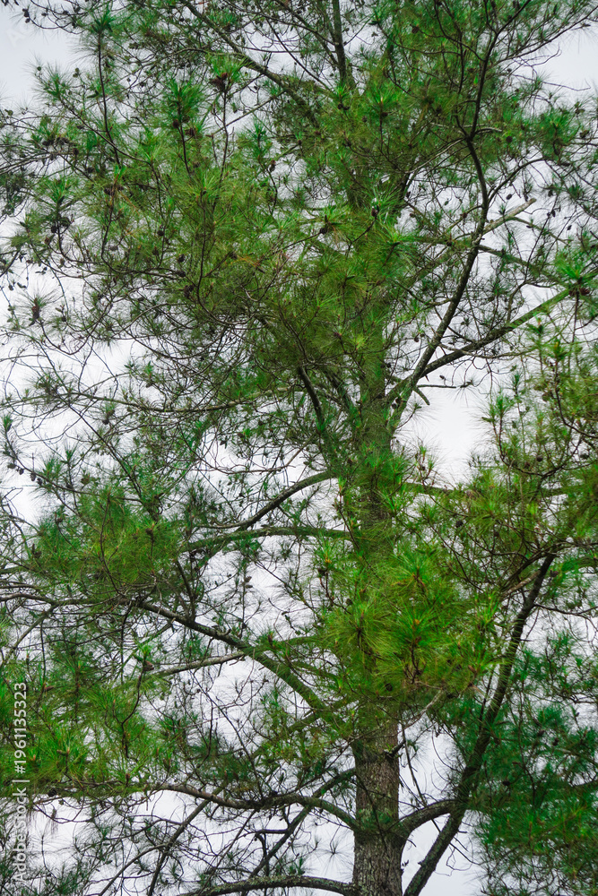 Fototapeta premium tall tree with green leaves outdoors.