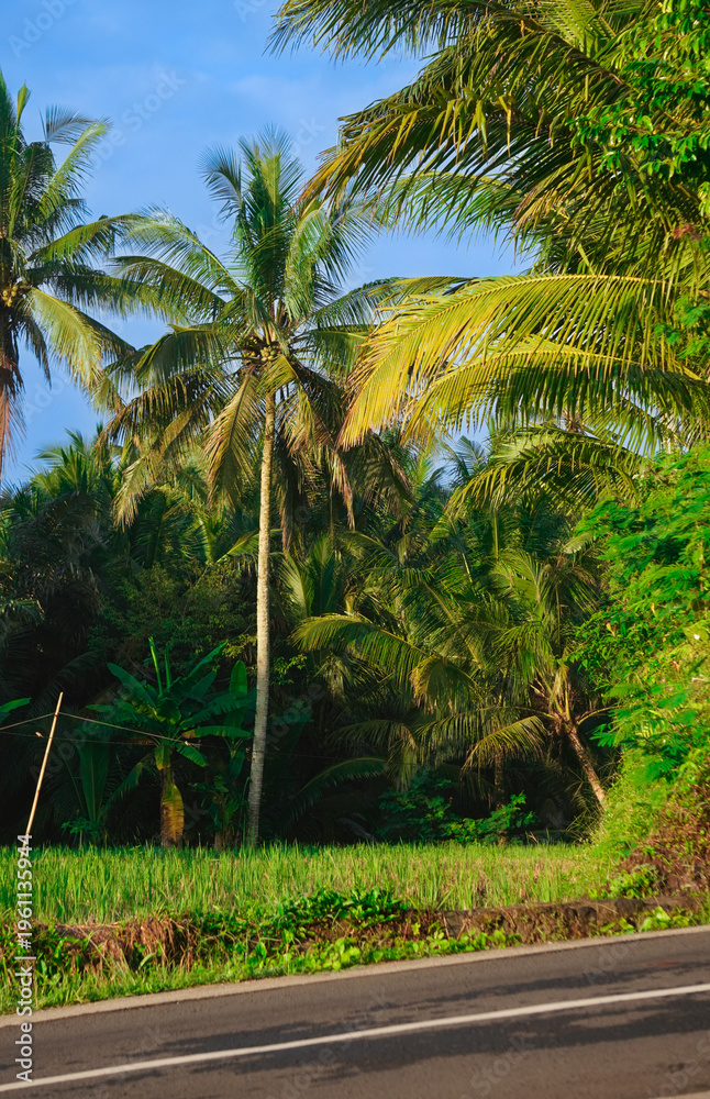 Obraz premium Tropical palm trees by roadside scenery.