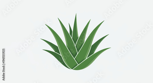 Stylized illustration of a green succulent plant with pointed leaves