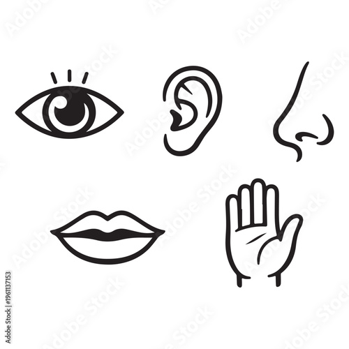 Five human senses icon vector