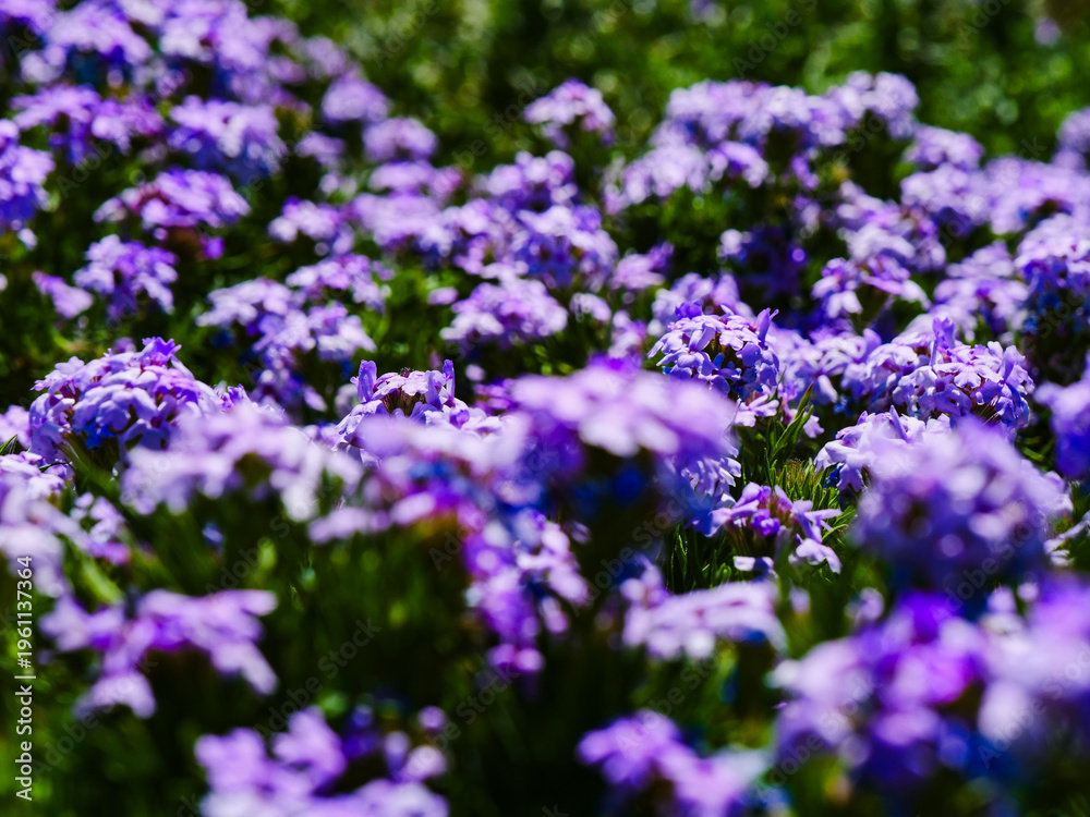 Fototapeta premium Close-up shot of delicate purple flowers in a garden, showcasing their intricate petals and vibrant color in natural daylight