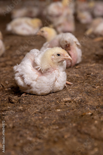 chickens in a large industrial enterprise in the field of poultry farming, fat young broiler chickens