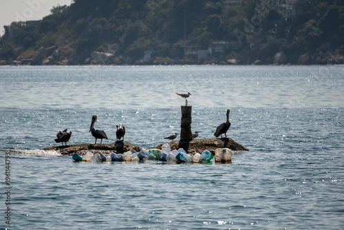 Brown pelicans and seabirds perch on a rock in Acapulco, Mexico. Plastic bottles highlight ocean pollution in blue waters, with distant green hills
