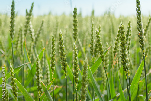Wheat plants in agricultural field close up, ripening wheat plants in the farmer‘s field, ecological cereals for producing healthy food ; nature and plant background concept