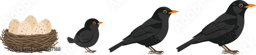Black Bird Life Cycle Set with Nest Eggs Chick and Adult Stages Wildlife Animal Vector Illustration Isolated on White Background