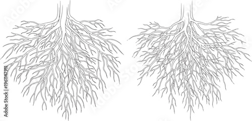 Two abstract representations of plant branches or foliage, symmetrical and detailed in outline, suggesting nature, growth, or organic design elements, Black And White