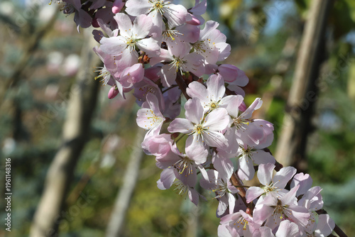 Bild auf Leinwand Prunus 'Pandora'