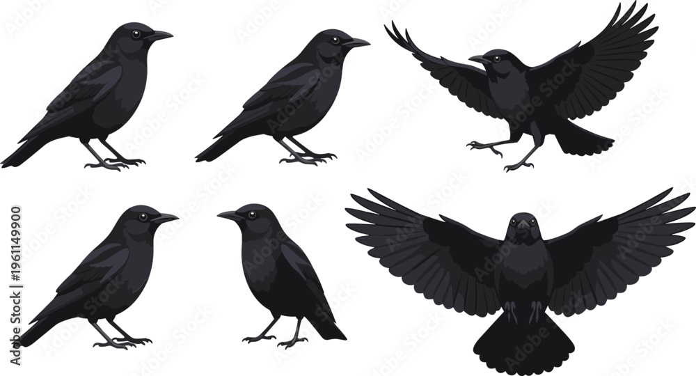 Fototapeta premium Crow Bird Realistic Set with Flying and Standing Poses Black Wildlife Animal Vector Collection Isolated on White Background