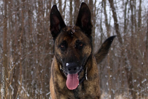 Cuadro en lienzo Close-Up Portrait of Dutch shepherd Dog in Snowy Forest