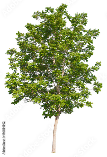 Obraz na płótnie PNG format of tree with transparent background design Ready to drag and drop into any project