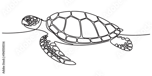 black and white sea turtle swimming