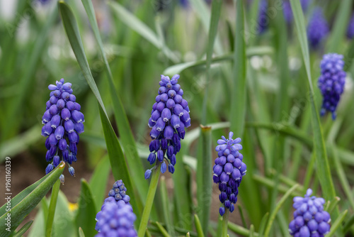 Wallpaper Mural blue spring flowering plants - muscari Torontodigital.ca