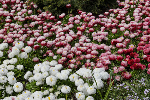 Wallpaper Mural a meadow of blooming red and white daisies Torontodigital.ca