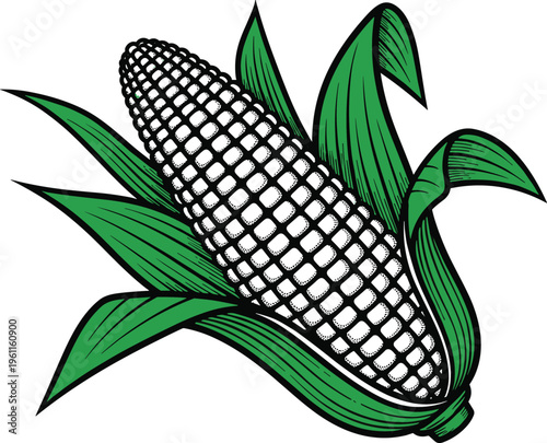Fresh Sweet Corn Cob Illustration Vector with Green Husks and White Kernels Isolated on White Background for Organic Food Agriculture Design