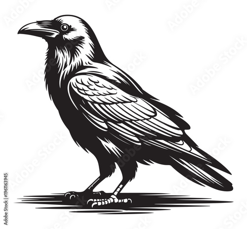 Black Crow Standing Isolated on White Background