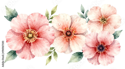 Watercolor floral illustration with delicate flowers and water droplets