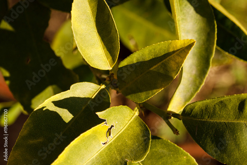 Close-up of vibrant green c...