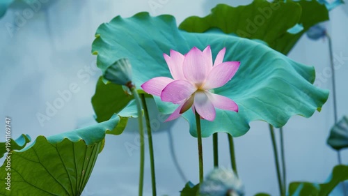 Lotus flower blooming with fog in the pond in summer