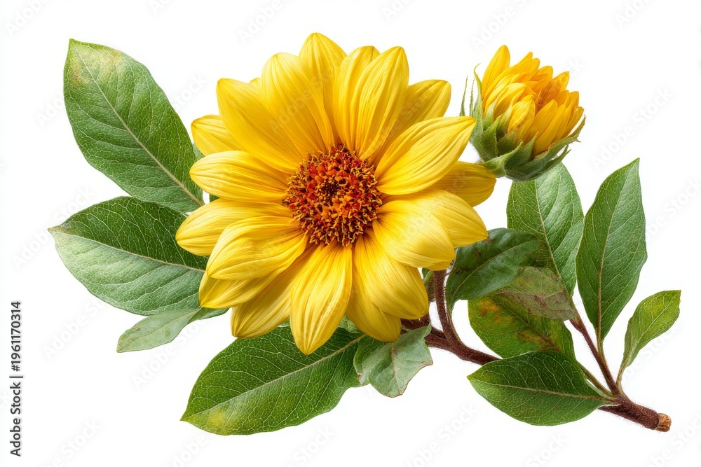 Fototapeta premium A solitary, beautiful sunflower placed on a white background with a clipping path