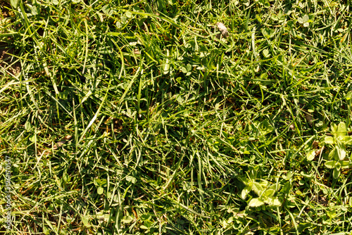 Quadro su tela Detailed close-up of vibrant green grass creating a natural texture, perfect for