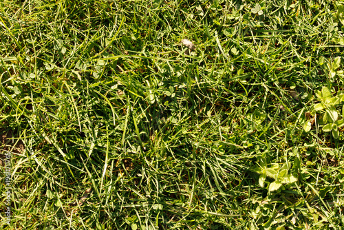 Fotografie Detailed close-up of vibrant green grass creating a natural and textured background