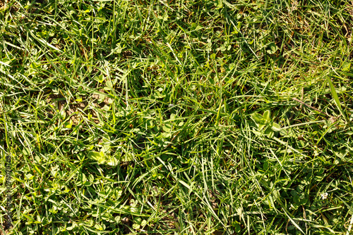Close-up of vibrant green g...