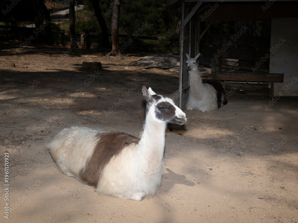 Naklejka premium adorable fluffy white llama looking at camera in the countryside