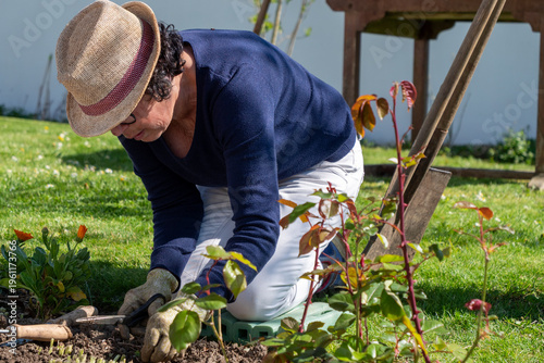 Gardener plants roses, using trowel and gloves