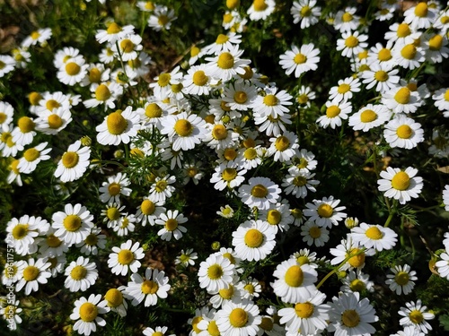 Foto Chamomile: a species of annual plant, its botanical name is Matricaria chamomilla