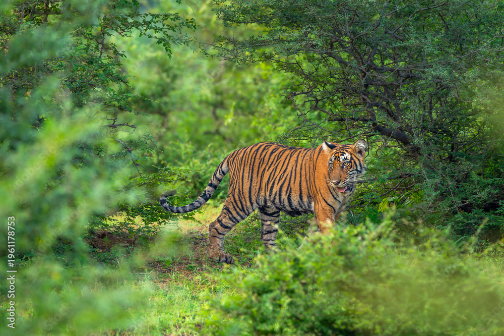 Fototapeta premium wild indian curious male bengal tiger or panthera tigris tigris Ranthambore National Park forest Reserve Rajasthan India cub side profile walking in natural scenic green wildlife jungle safari
