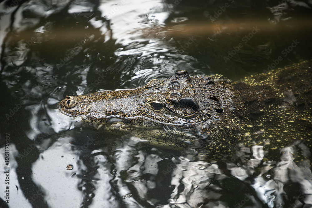 Fototapeta premium Crocodile in the water