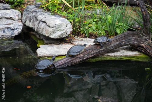 reptiles living in nature