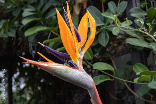 Beautiful blooming flowers close up