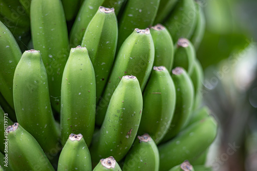 Hanging bunch of plantains and bananas