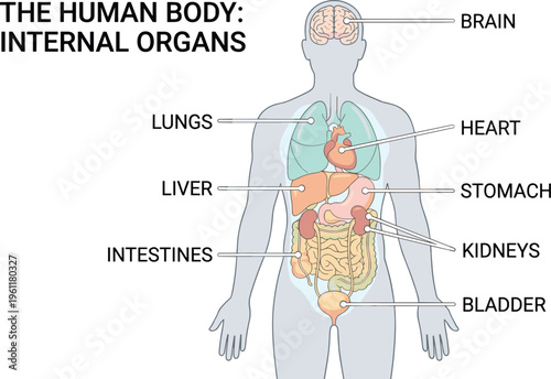 The human body: internal organs diagram with brain, lungs, heart, liver, stomach, intestines, kidneys, and bladder clearly labeled