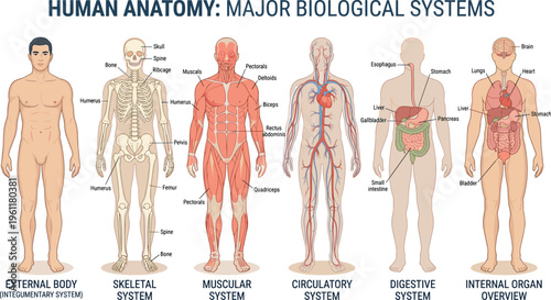 Human anatomy: major biological systems overview including external body, skeletal, muscular, circulatory, digestive, and internal organ systems