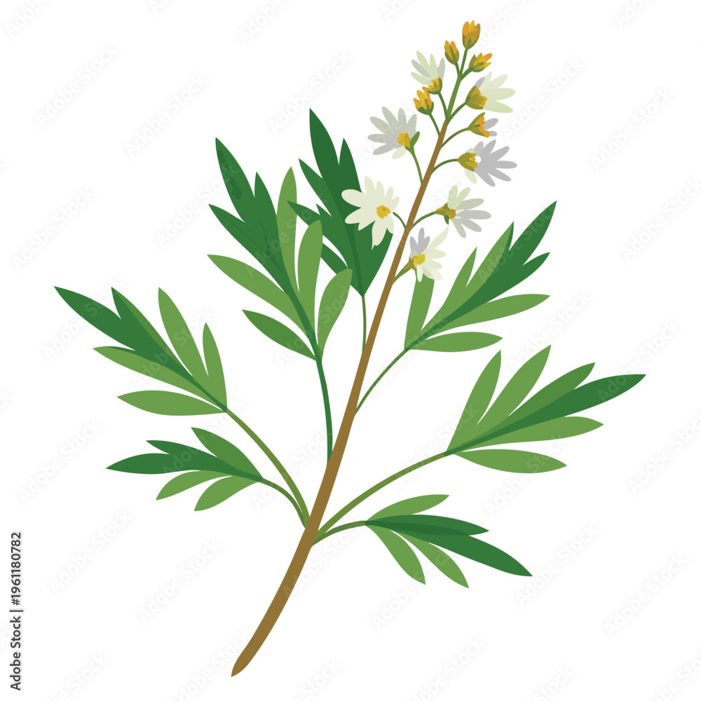 Fototapeta premium artemisia annua flower on white background