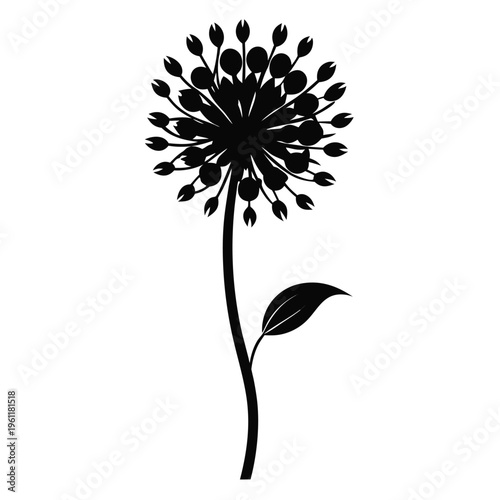 black and white allium oreophilum flower silhouette
