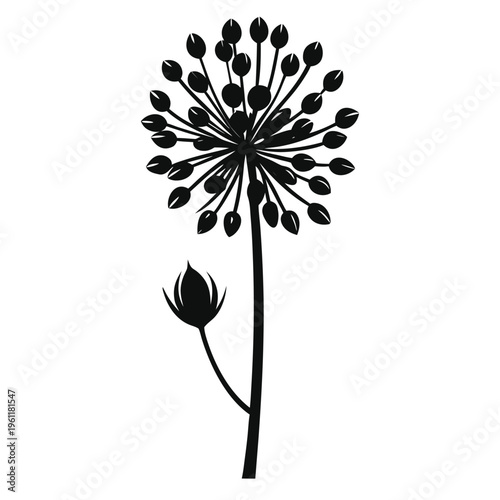 vector illustration of a allium oreophilum flower