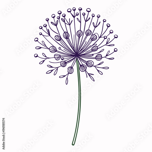 allium oreophilum flower line art with branch on white background