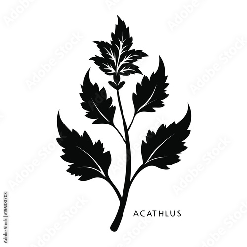 Obraz na plátně vector illustration of an acanthus mollis flower silhouette on white background