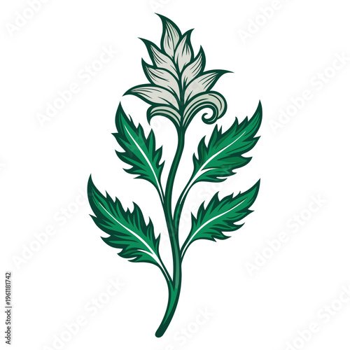 vector illustration of an acanthus mollis flower on white background