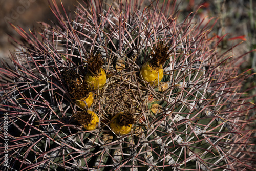 Organ Pipe Cactus National Monument - February 2026