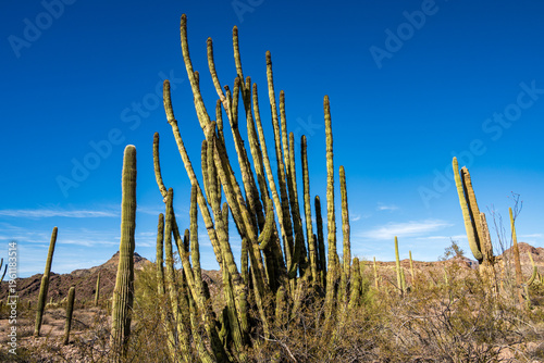 Organ Pipe Cactus National Monument - February 2026