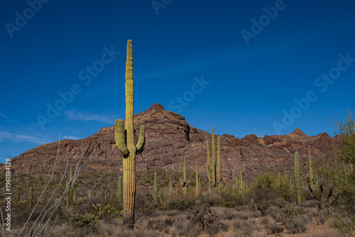 Organ Pipe Cactus National Monument
