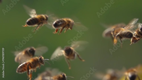  Bees flying., bee swarm, Honeybees. Slow motion