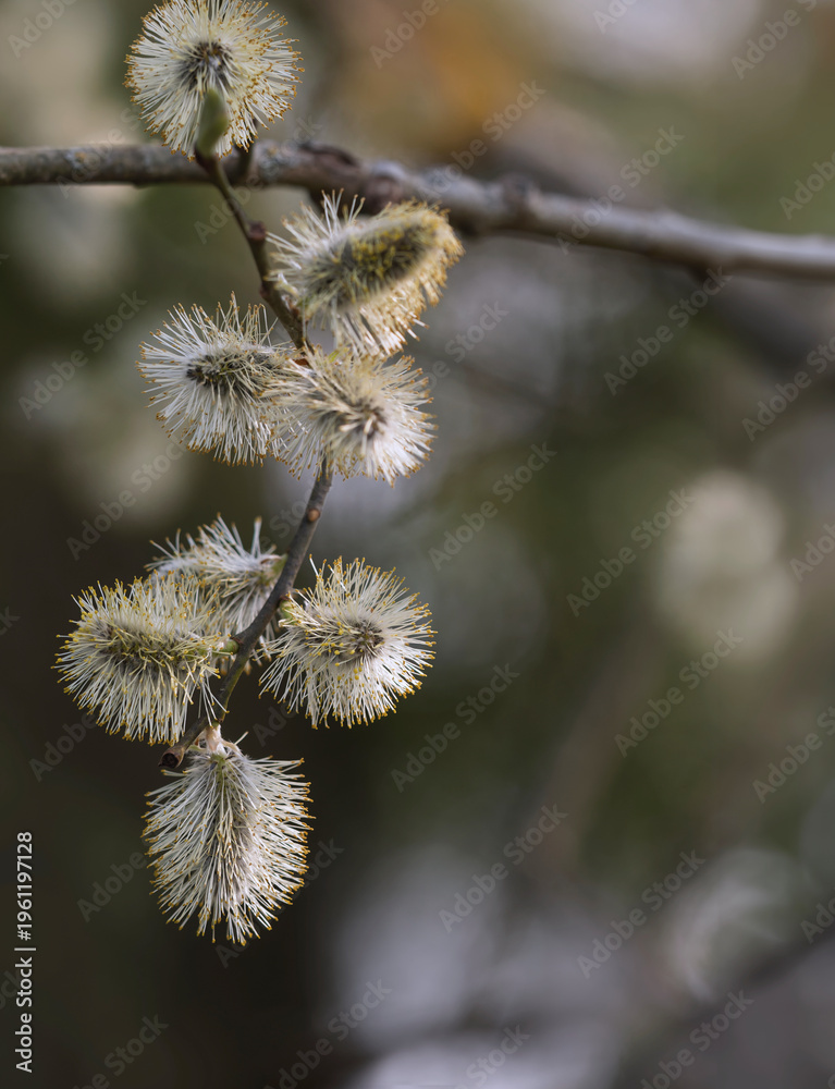 Fototapeta premium Frühling im Park, Bienenweide blüht im Gegenlicht