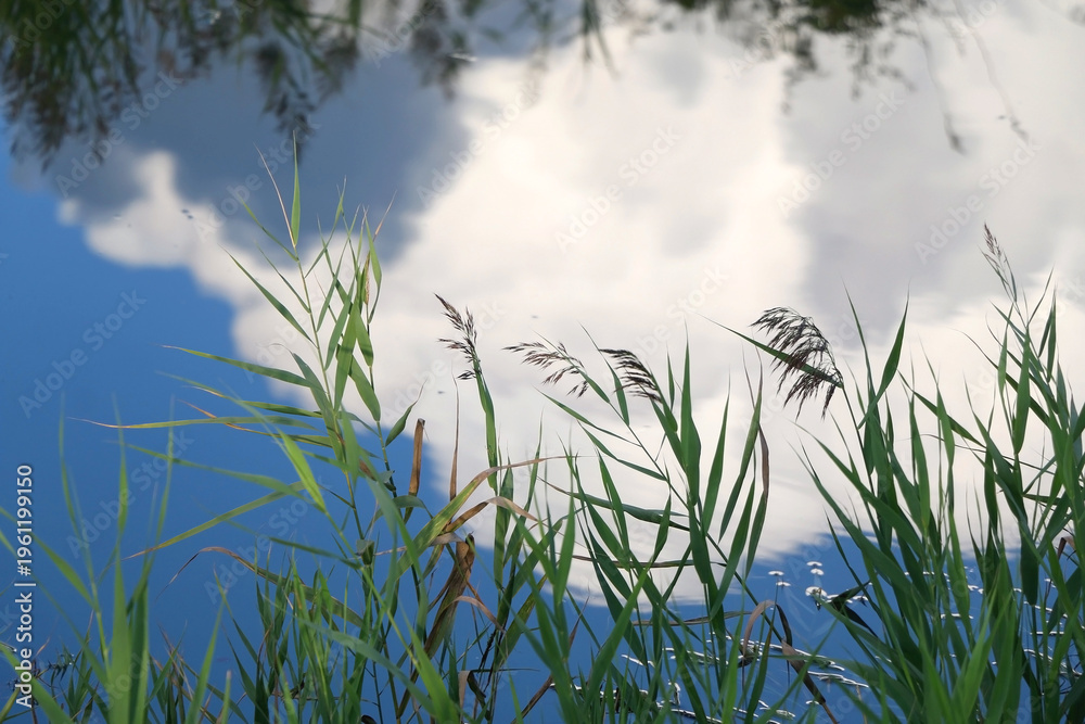 Fototapeta premium Lush plant growing by the river. Selective focus.