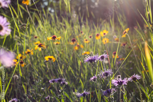 Canvas-taulu Alpine Meadow Of Purple And Yellow Wildflowers