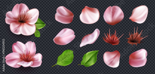 Sakura blossom collection with realistic pink petals and fresh green leaves. Delicate cherry flower set of Japanese spring beauty. Floral elements for romantic spring designs, cosmetic backgrounds